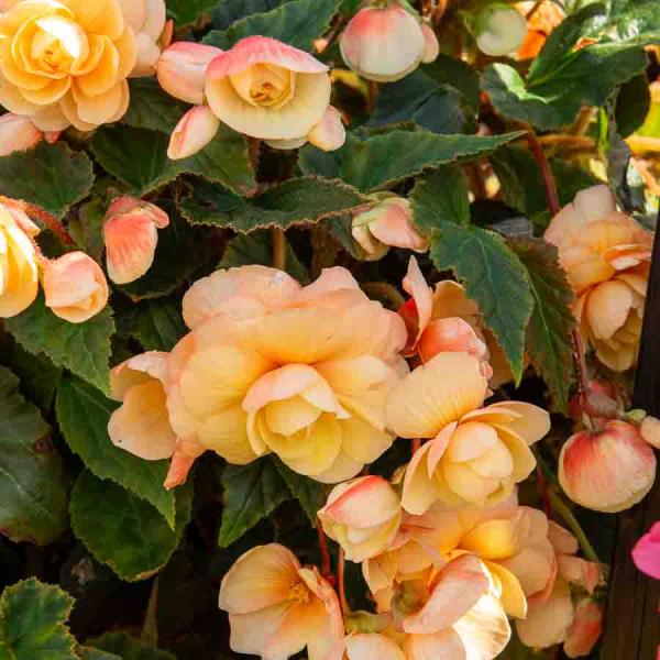 Bulbes à fleurs à planter au printemps - Bégonia Pendula Champagne (x3) - face recto